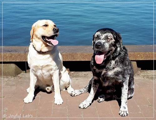 Joyful Lab's Carry Back Boy