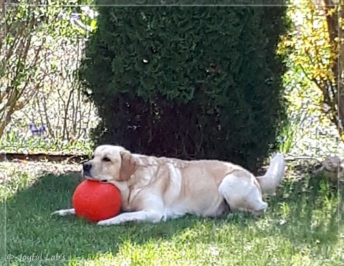 Joyful Lab's Carry Back Boy