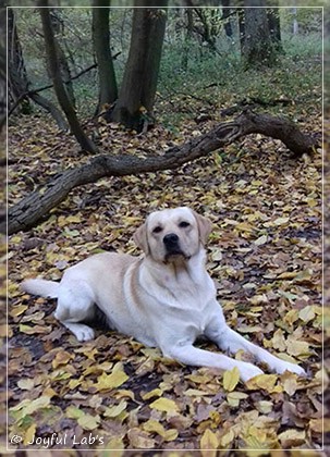 Joyful Lab's Carry Back Boy