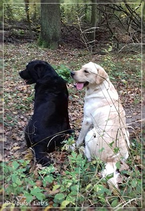 Joyful Lab's Carry Back Boy