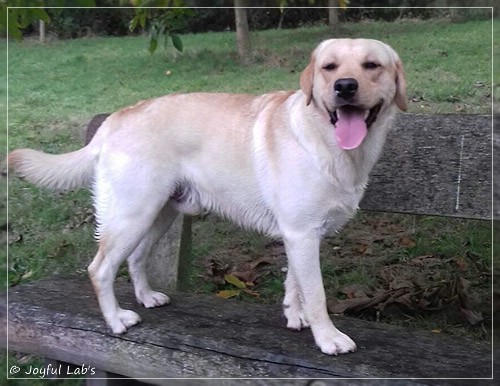 Joyful Lab's Carry Back Boy