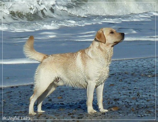 Joyful Lab's Carry Back Boy