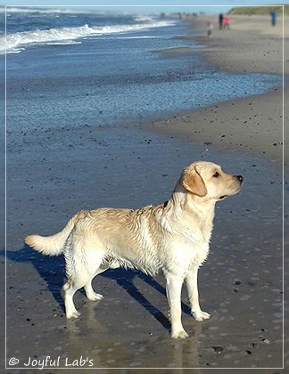 Joyful Lab's Carry Back Boy