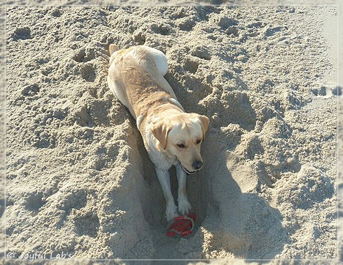 Joyful Lab's Carry Back Boy