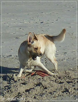 Joyful Lab's Carry Back Boy