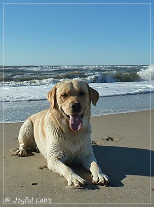 Joyful Lab's Carry Back Boy