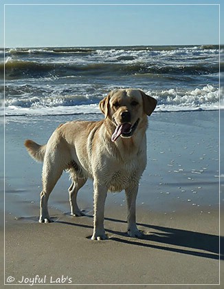 Joyful Lab's Carry Back Boy