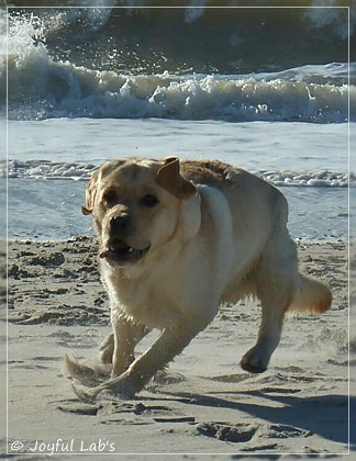 Joyful Lab's Carry Back Boy