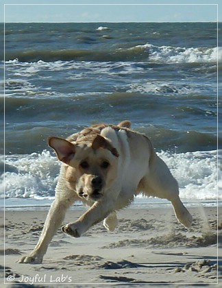 Joyful Lab's Carry Back Boy