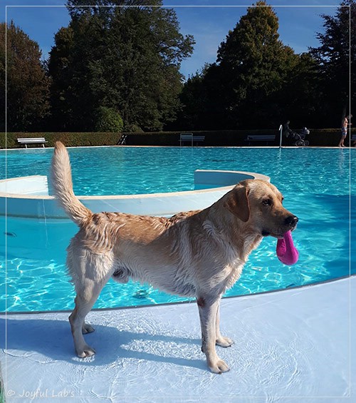 Joyful Lab's Carry Back Boy