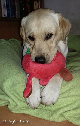 Joyful Lab's Carry Back Boy