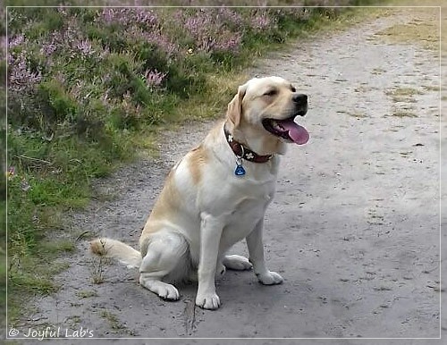 Joyful Lab's Carry Back Boy