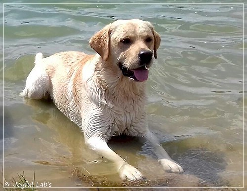 Joyful Lab's Carry Back Boy