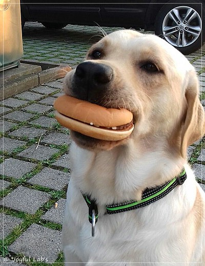 Joyful Lab's Carry Back Boy