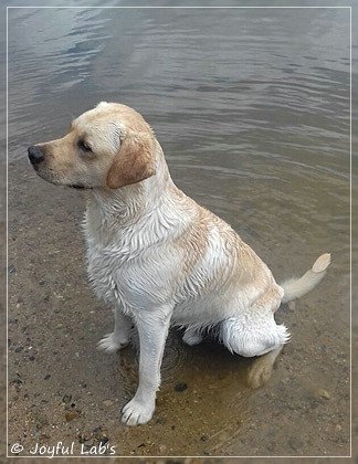 Joyful Lab's Carry Back Boy