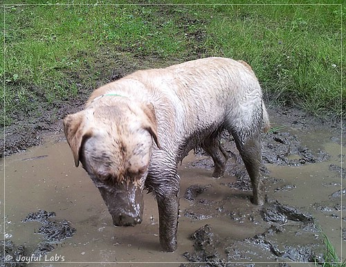 Joyful Lab's Carry Back Boy