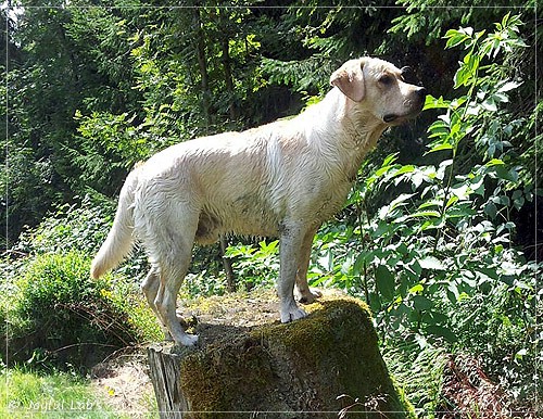 Joyful Lab's Carry Back Boy