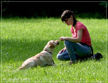 Welpentraining der D-chen