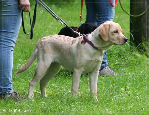 Welpentraining der D-chen