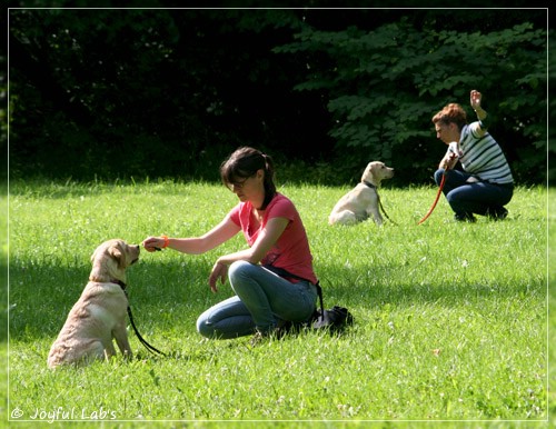 Welpentraining der D-chen