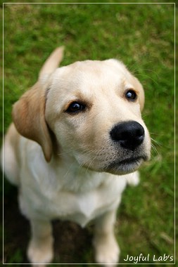 Joyful Lab's Crazy Boy