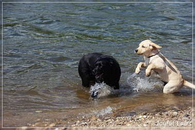 Joyful Lab's Crazy Boy