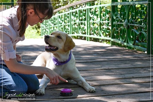 Joyful Lab's Dressy Girl