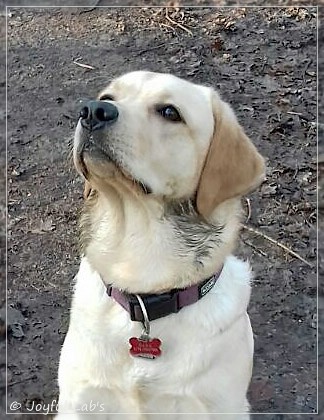 Joyful Lab's Dressy Girl