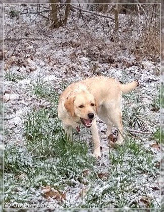 Joyful Lab's Dressy Girl