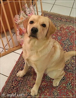 Joyful Lab's Dressy Girl