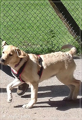 Joyful Lab's Dressy Girl