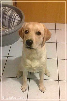 Joyful Lab's Dressy Girl