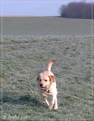 Joyful Lab's Dressy Girl