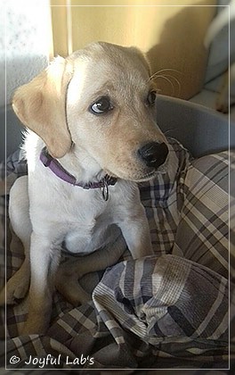 Joyful Lab's Dressy Girl