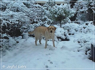 Joyful Lab's Dressy Girl