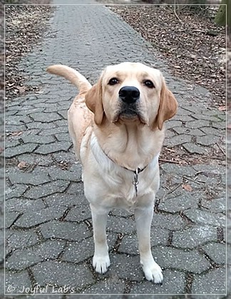 Joyful Lab's Dressy Girl