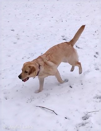 Joyful Lab's Dressy Girl