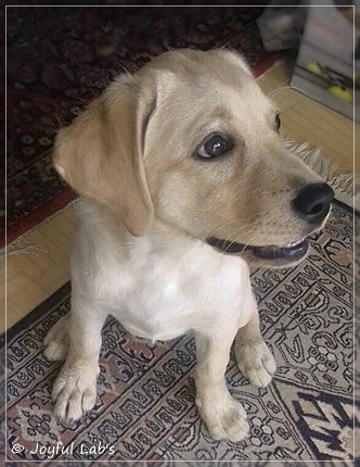 Joyful Lab's Dressy Girl