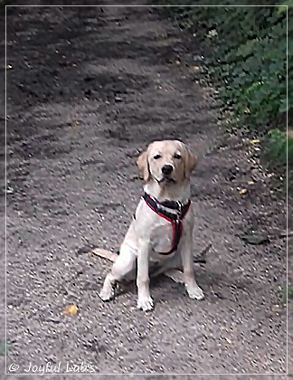 Joyful Lab's Dressy Girl