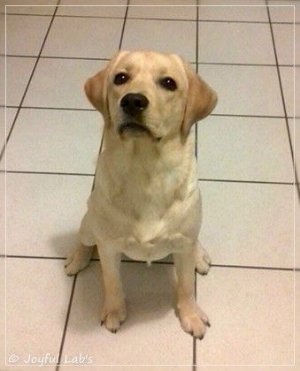 Joyful Lab's Dressy Girl