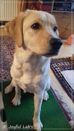 Joyful Lab's Dressy Girl