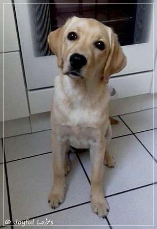 Joyful Lab's Dressy Girl