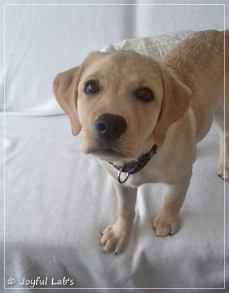 Joyful Lab's Dressy Girl