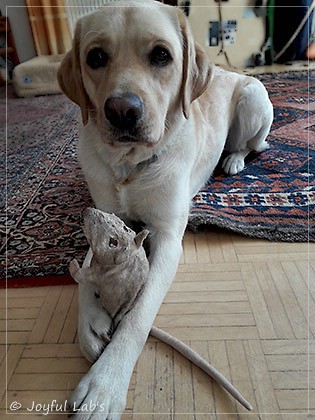 Joyful Lab's Dressy Girl