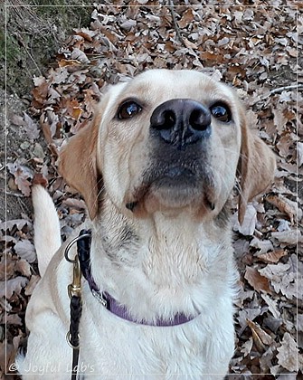 Joyful Lab's Dressy Girl