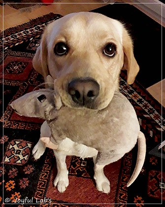 Joyful Lab's Dressy Girl