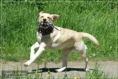 Joyful Lab's Dressy Girl