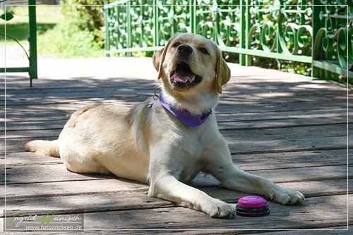 Joyful Lab's Dressy Girl