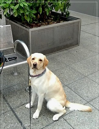 Joyful Lab's Dressy Girl