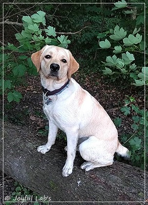 Joyful Lab's Dressy Girl